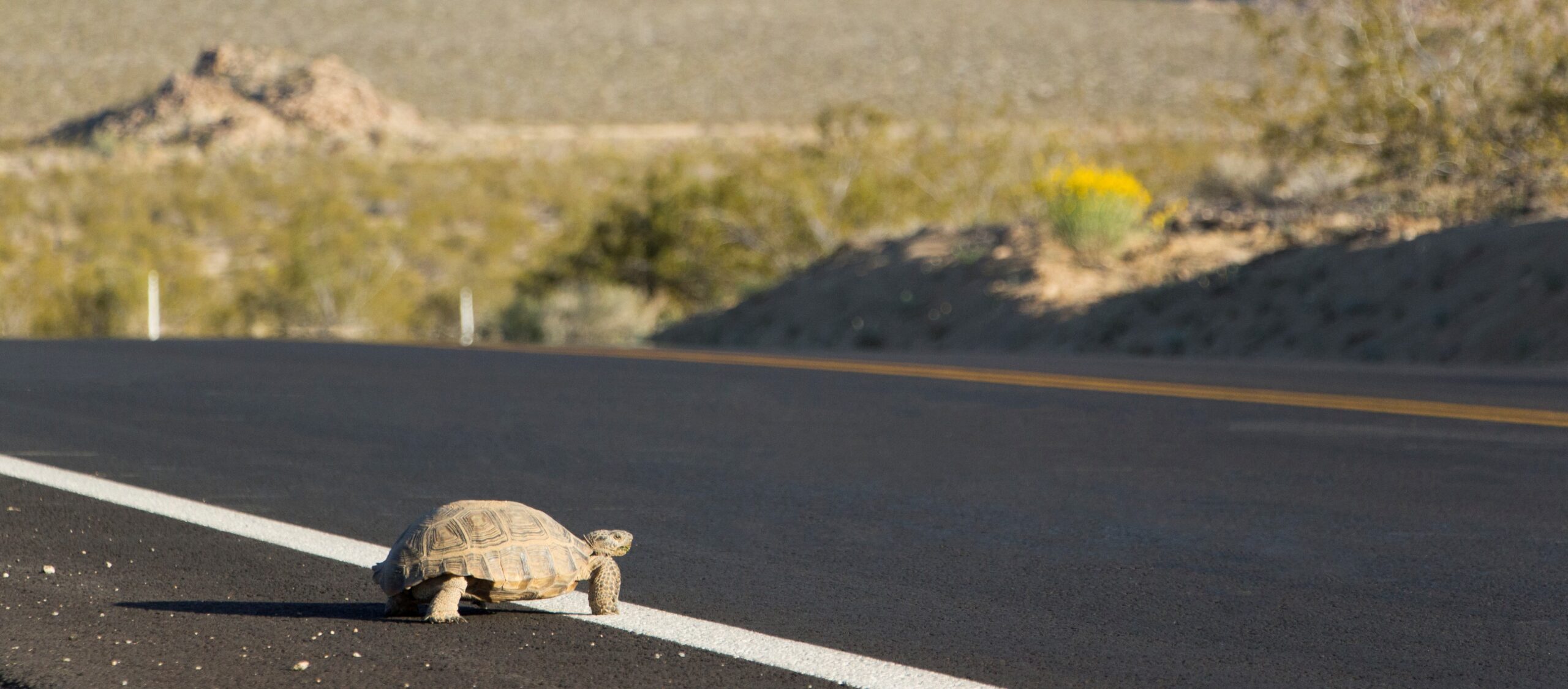 Creating Safe Passage For Desert Tortoises Center For Large Landscape