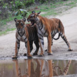 Two tigers in northeast India