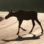 Female moose crossing the road