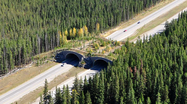 Banff National Park wildlife crossing overpass