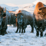 A Yellowstone National Park bison herd covered in frost, standing in the snow
