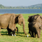 Asian elephant herd in northeast India