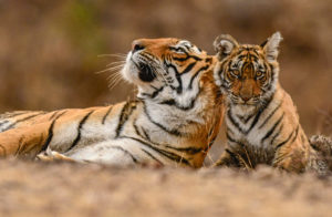 A,royal,bengal,tiger,mother,&,cub.,ranthambhore,national,park.