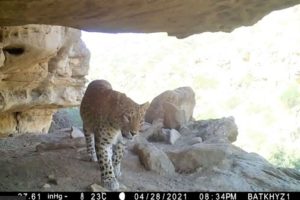 2021 4 28 Female Leopard In Badhyz State Nature Reserve Turkmenistan Trosen E