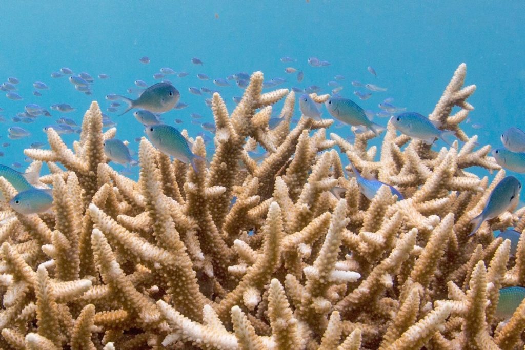 Coral Reef Fish At Bawah Reserve Indonesia C