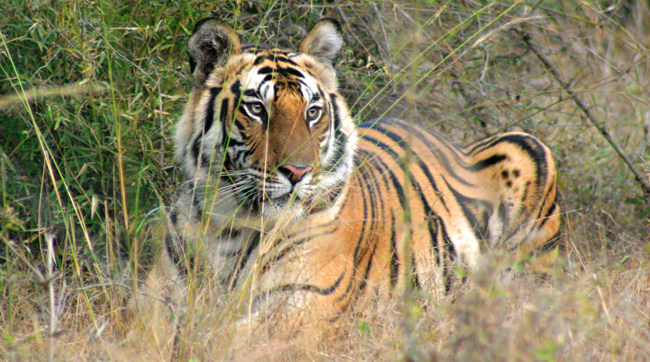 Bengal Tiger In Bandhavgarh National Park, Mad