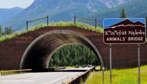 Animals Bridge Montana Dept Of Transportation