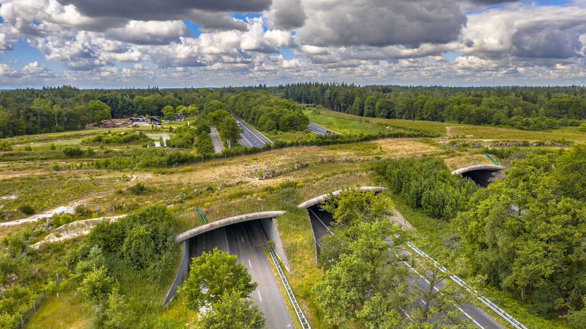 Wildlife highway crossing bridge
