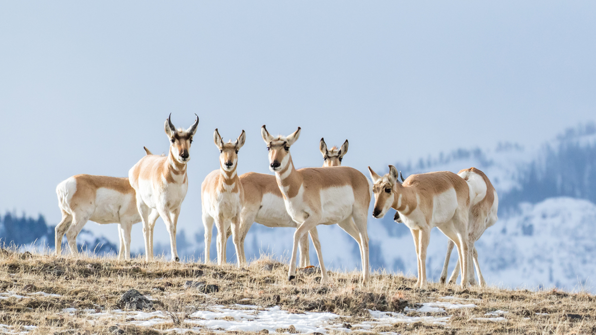 People are a greater threat to wildlife than climate •