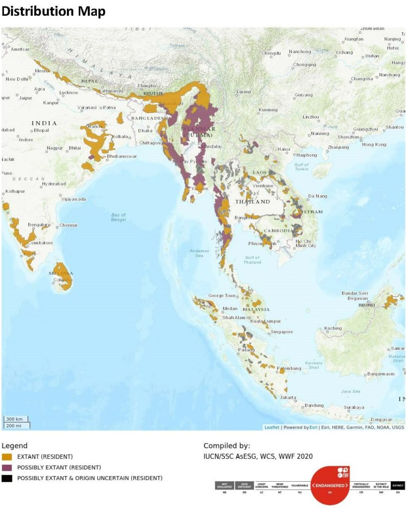 Asian Elephant Red List Assessment 2020 C3 818x1024 