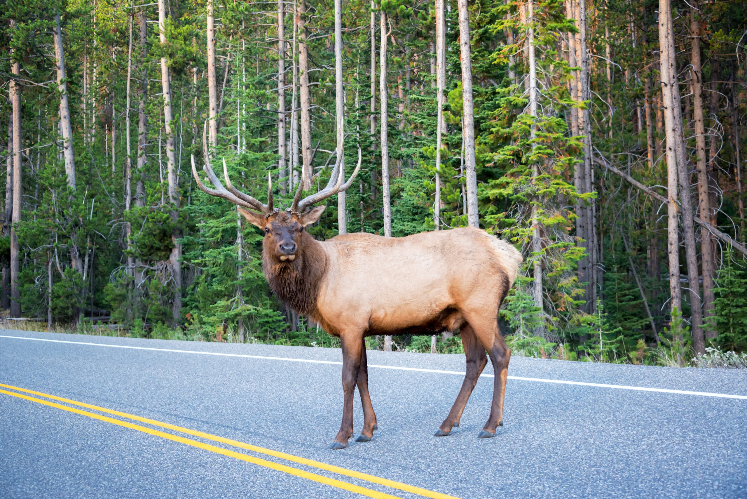 Elk crossing a road