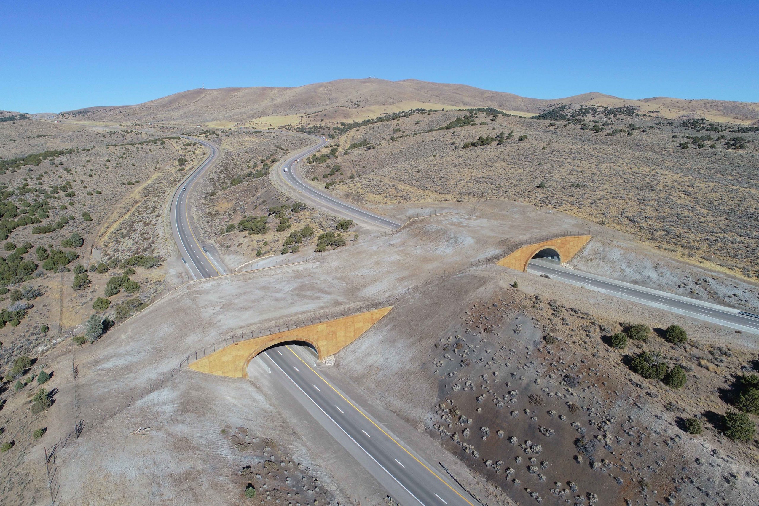 How wildlife bridges over highways make animals—and people—safer