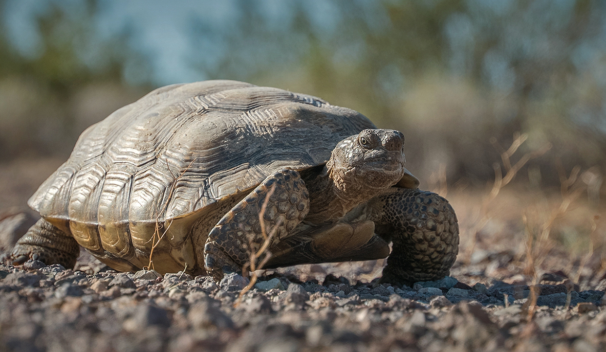 Creating Safe Passage for Desert Tortoises - Center for Large Landscape ...