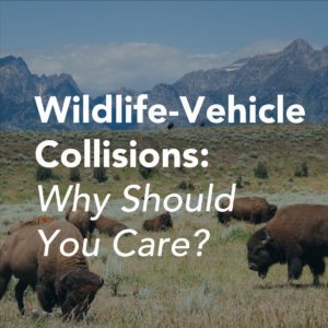 Wildlife Vehicle Collisions Why Should You Care