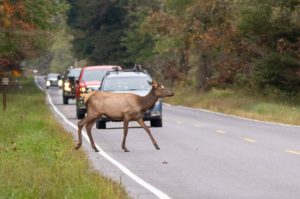 Cow Elk Crossing The Road