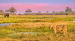 Lion and elephant, Botswana