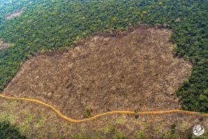 Land clearing for oil plantations