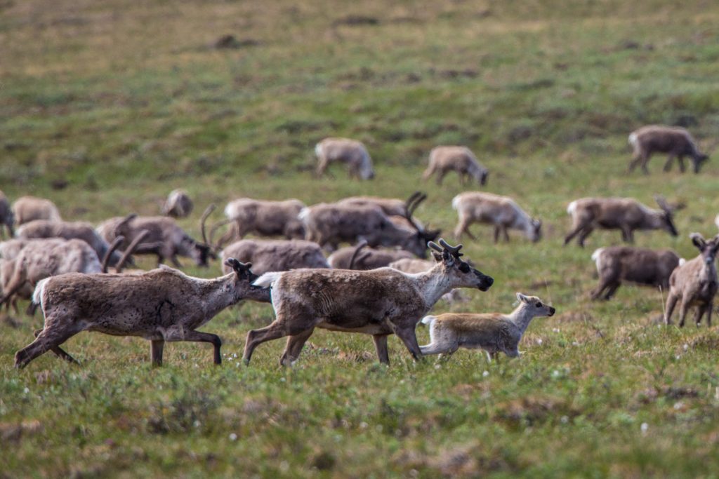 A herd of caribou grazes in a tundra field in the Arctic National Wildlife Refuge