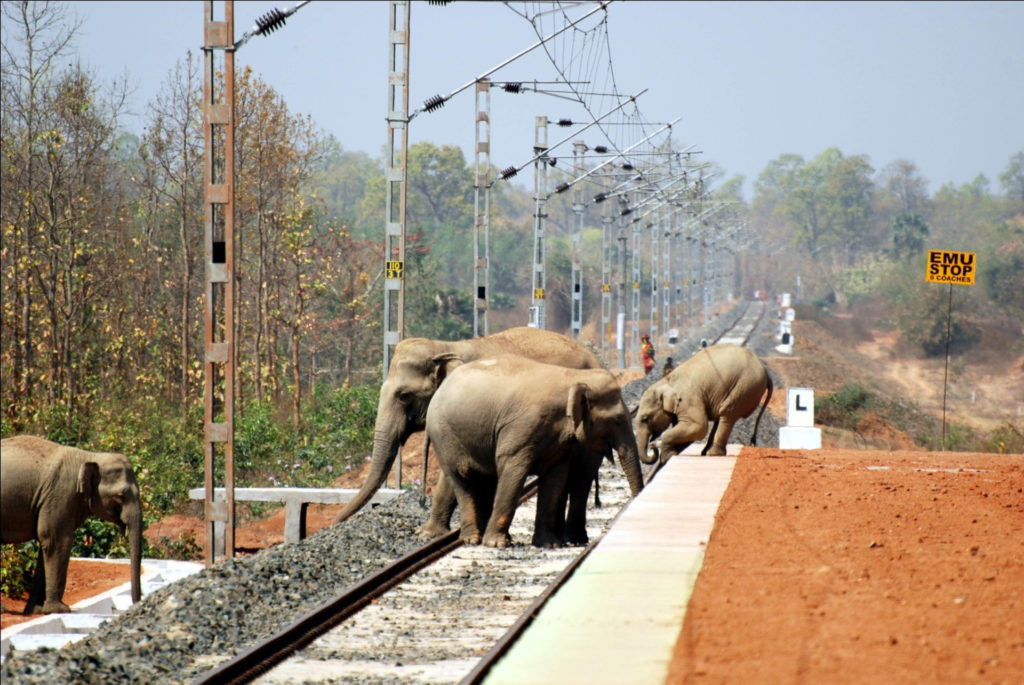 Asian elephants on newly constructed railway platform in Tamil Nadu – WWF India