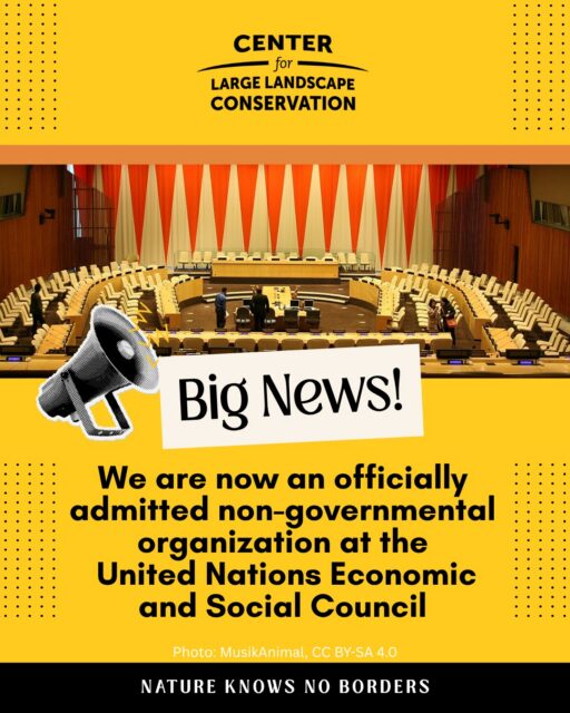 We just received some exciting news! As of June 15, 2026, the Center for Large Landscape Conservation is an officially admitted non-governmental organization (NGO) at the United Nations Economic and Social Council, recognized for our special competence in conservation and contributions toward achieving sustainable development.  This means we will be able to share our expertise on ecological connectivity and wildlife crossings at the UN. Our activities will include participating in meetings, making oral and written statements, and preparing information to support countries to establish and manage ecological corridors as part of implementing the 2021 UN General Assembly Resolution “Nature knows no borders."  We are honored by this decision and look forward to further enhancing our international leadership within the UN system.  📷: United Nations Economic and Social Council chamber in New York City by MusikAnimal, CC BY-SA 4.0  @unitednations #ecologicalconnectivity 
#conservation #sustainabledevelopment #wildlifecrossings #natureknowsnoborders