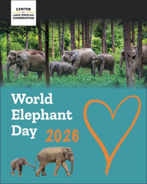 🐘This World Elephant Day, we are celebrating a simple idea: elephants need room to roam. But across South and Southeast Asia, new and existing roads and railways are cutting through elephant habitat and migration routes—putting elephants at greater risk of deadly collisions and increasing conflict with nearby communities. It doesn’t have to be this way. With smarter route planning, wildlife crossings, and elephant-friendly design, we can keep elephants moving safely while connecting people and communities. Today and every day, the Center for Large Landscape Conservation is working with partners across Asia to help make that vision a reality. Better infrastructure can mean safer journeys—for elephants and people. #worldelephantday #elephants #asianelephants