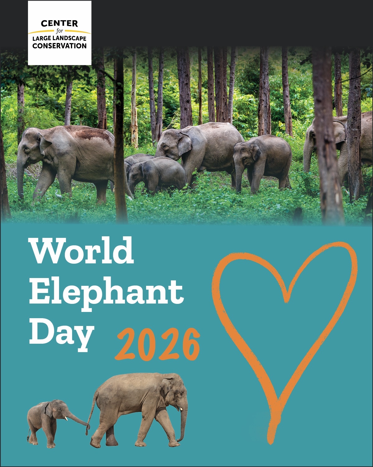 🐘This World Elephant Day, we are celebrating a simple idea: elephants need room to roam. But across South and Southeast Asia, new and existing roads and railways are cutting through elephant habitat and migration routes—putting elephants at greater risk of deadly collisions and increasing conflict with nearby communities. It doesn’t have to be this way. With smarter route planning, wildlife crossings, and elephant-friendly design, we can keep elephants moving safely while connecting people and communities. Today and every day, the Center for Large Landscape Conservation is working with partners across Asia to help make that vision a reality. Better infrastructure can mean safer journeys—for elephants and people. #worldelephantday #elephants #asianelephants