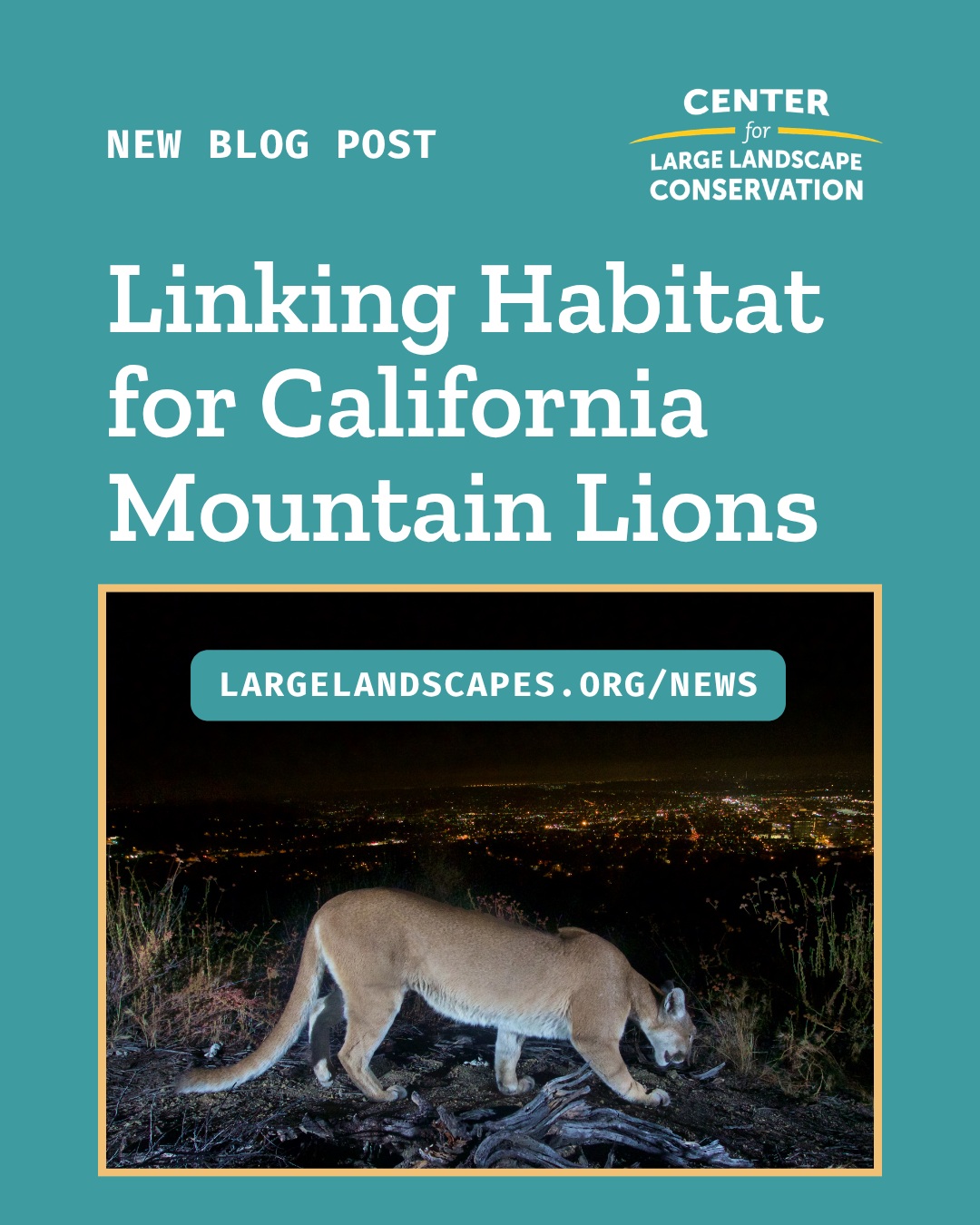 Mountain lions—also called cougars—can be found throughout California and have traditionally thrived in diverse ecosystems from forests to deserts and coastal brushlands. But certain populations of mountain lions in California were recently listed as threatened under the California Endangered Species Act. Barriers to movement such as human development and natural features like mountains have led to six distinct genetic populations of mountain lions. CLLC is working with state and local partners to restore habitat connectivity in the Central Coast region spanning San Francisco to Los Angeles, with an aim to help keep mountain lions and a host of other species on the move.  Read more at the link in our bio.