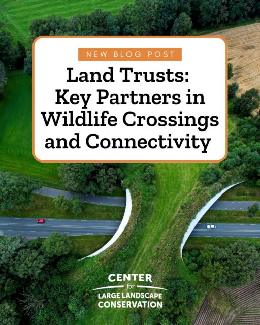 Most people are familiar with land trusts as community-based organizations that work to permanently protect natural, scenic, historic, or agricultural land, often in partnership with private landowners. However, land trusts across the U.S. also play a key role in advancing wildlife corridors and crossing structures. Follow the link in our bio to learn more about the work land trusts are doing to help plan wildlife crossings and enhance habitat connectivity. #landtrusts #wildlifecrossings #roadecology #ecologicalconnectivity