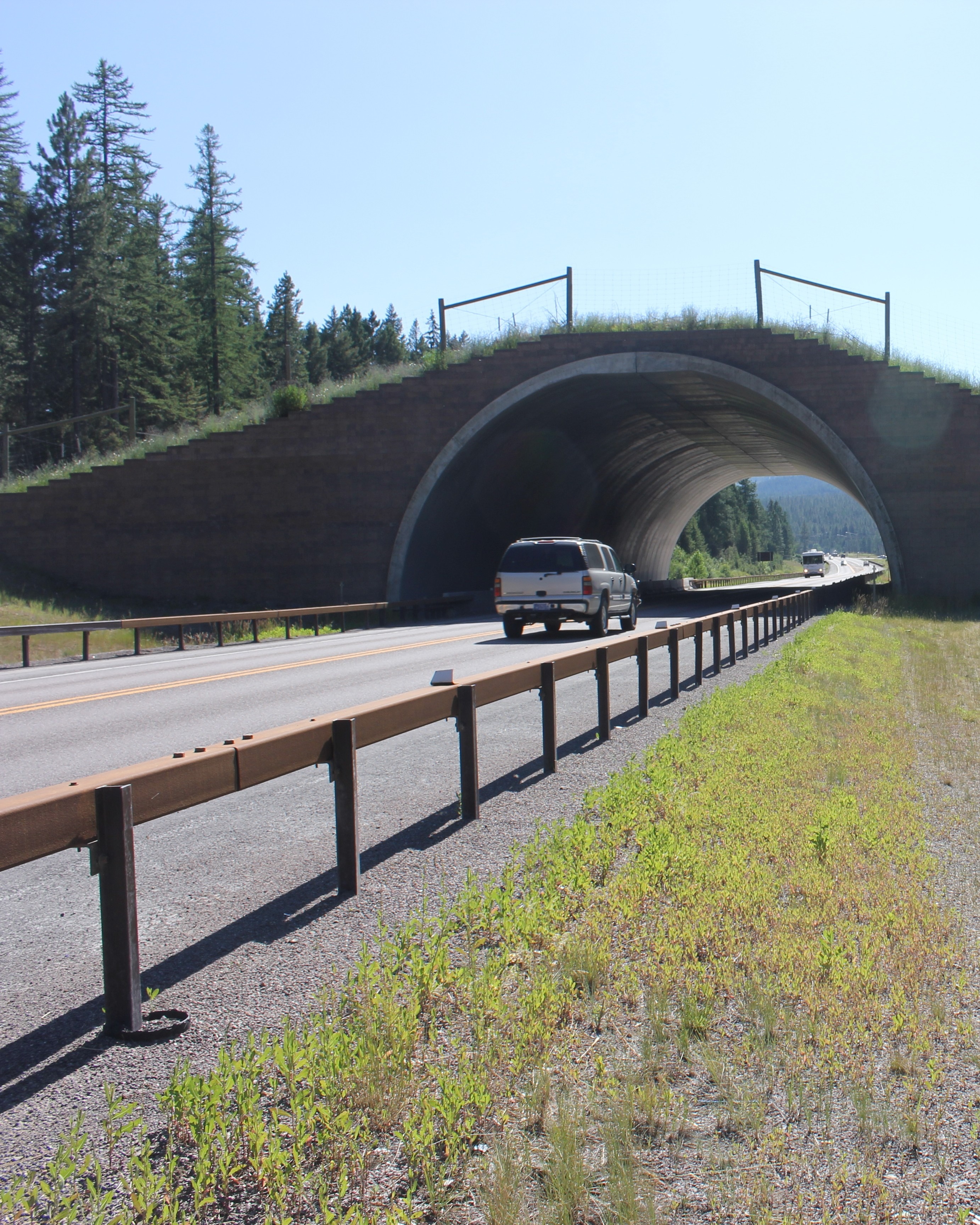 The final round of federal Wildlife Crossings Pilot Program (WCPP), which provides dedicated funding for building wildlife crossings, is now open! There is $80 million for projects that make roads safer for people and wildlife, and applications are due November 16. CLLC is helping partners in two states compete:  🦌 In Montana, CLLC and the Montana Department of Transportation are applying for wildlife crossings near Yellowstone on US-191, including what would be southwest Montana's first wildlife overpass.  🦌 In West Virginia, CLLC and partners are supporting the statewide plan to reduce wildlife-vehicle collisions and enhance connectivity for wildlife.  Unless Congress reauthorizes the program, this is its last round of grants. CLLC will keep making the case to Congress and other decision-makers for renewed and expanded WCPP funding. Wildlife crossings reduce collisions, save drivers and communities money, and keep habitat connected.  To learn more about the funding opportunity, see link in bio.  Photo: Wildlife overpass on US 93 in Montana - CLLC/Gabe Oppler  #wildlifecrossings