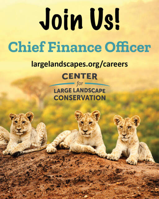 Join our team! We are looking for a Chief Finance Officer (CFO) to lead our finance, operations, human resources, and information technology, so we can grow sustainably and deliver more conservation impact. The ideal candidate is a seasoned financial leader with strategic vision, sound judgment, and strong interpersonal skills.  The position will preferably be based in either Bozeman or Missoula, Montana, but a remote option within the contiguous U.S. may be negotiable. First consideration will be given to applications received by November 6.  See the link in our bio to learn more about the position and apply.  #conservationjobs #conservationcareers #hiring #Montanajobs