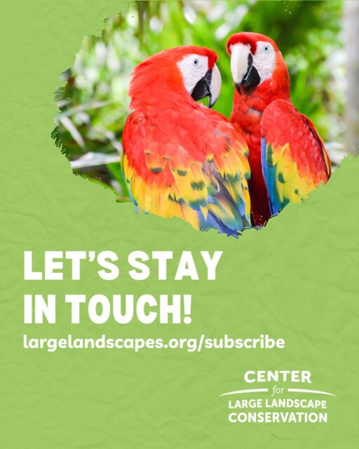Want to see how we’re making a difference for wildlife and wild places? Sign up for the Center for Large Landscape Conservation’s email list for exciting updates delivered straight to your inbox! From wildlife crossings that help animals safely navigate busy highways to preserving migration routes and connecting landscapes across the globe, you’ll get an inside look at conservation in action.  Sign up at the link in our bio.