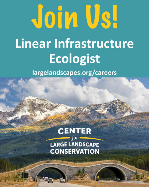 The Center for Large Landscape Conservation is growing! We are seeking an enthusiastic, hard-working team player who is passionate about conservation and interested in advancing the science and practice of linear infrastructure ecology. The Linear Infrastructure Ecologist will provide technical expertise for a range of applied science and conservation projects, transform science into usable knowledge and capacity-strengthening tools, and contribute to our efforts to strengthen the capacity of communities of practice to advance wildlife-friendly linear infrastructure. This is a full-time position and can be in-person, hybrid, or remote. Apply by November 20. To learn more or apply, see link in bio. #roadecology #linearinfrastructureecology #linearinfrastructure #conservationjobs #conservationcareers