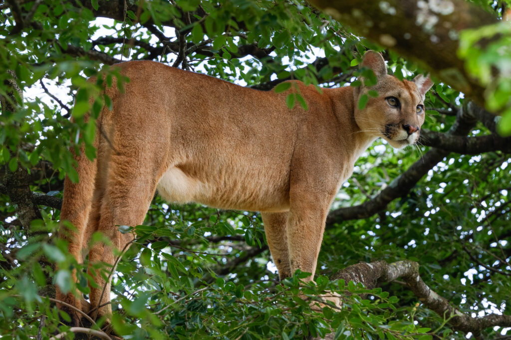 Puma