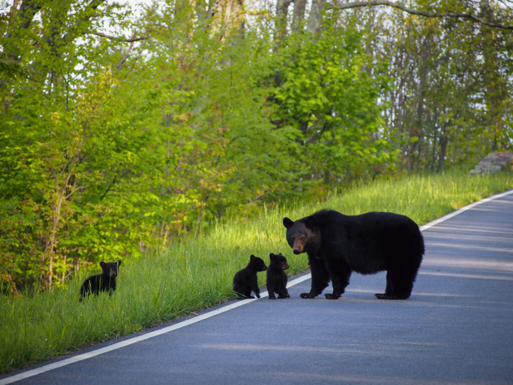 Mother Bear And Her Cubs, Shenandoah National Park