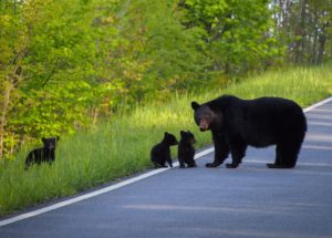 Mother Bear And Her Cubs, Shenandoah National Park