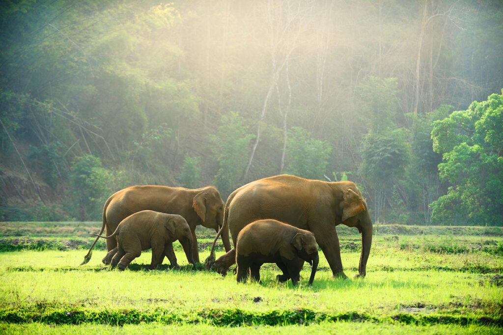 Asian Elephants - Adobe Stock