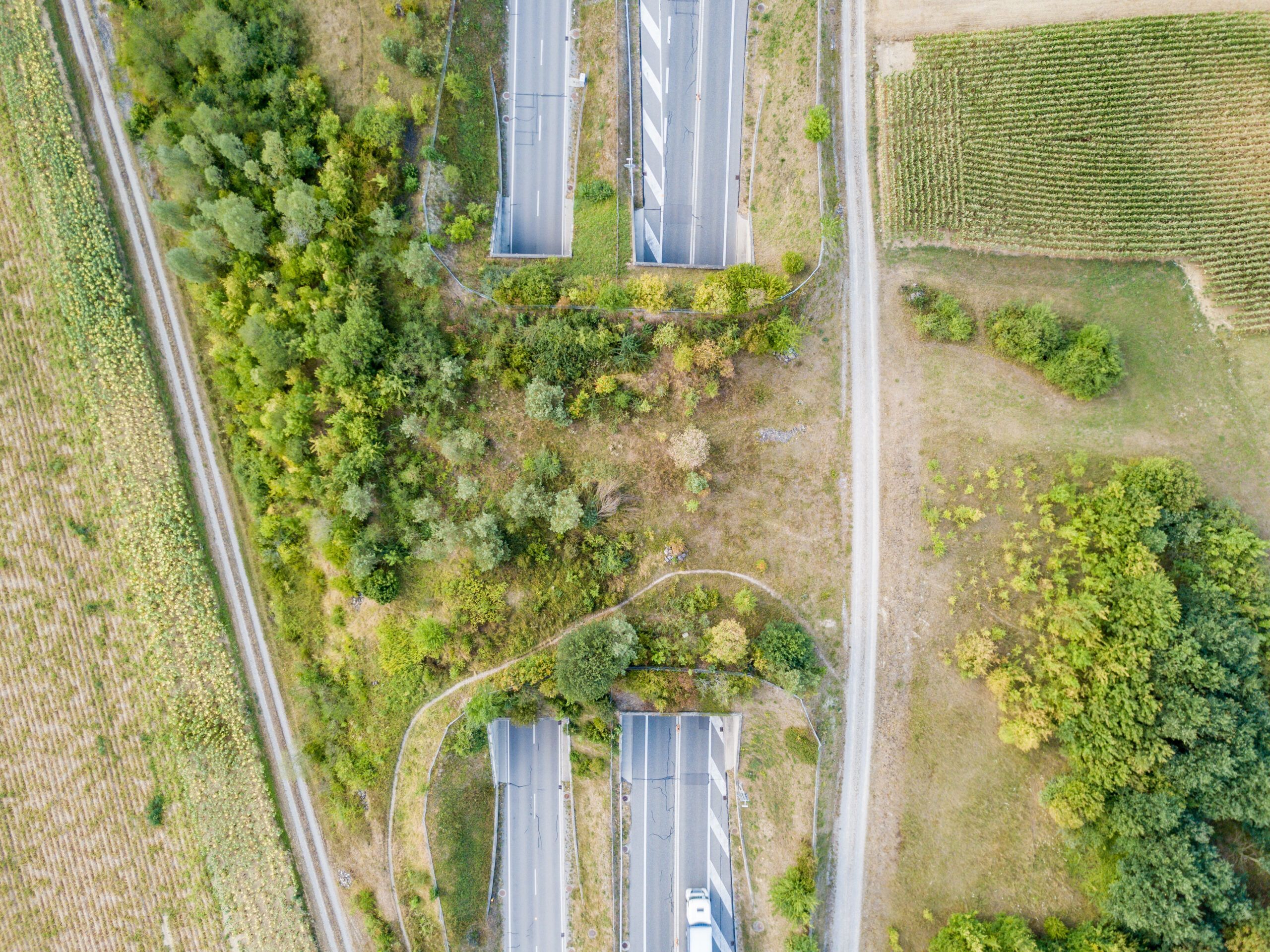Land Trusts: Key Partners in Wildlife Crossings and Connectivity