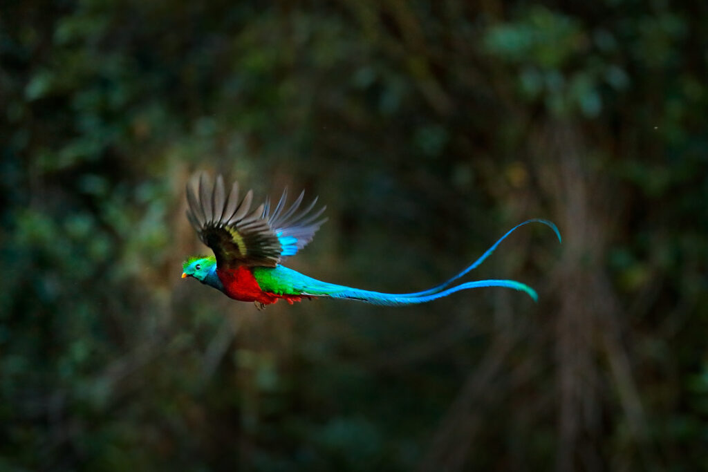 Quetzal