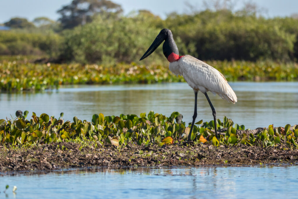 Jabiru Stork, Pantanal, Brazil. Adobe Stock photo.