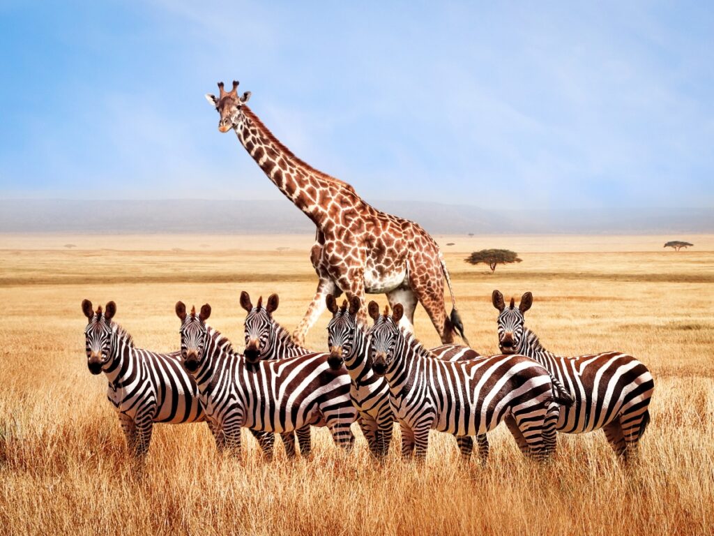 Zebra and giraffe in northern Tanzania - Adobe Stock