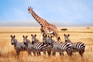 Zebra and giraffe in northern Tanzania - Adobe Stock