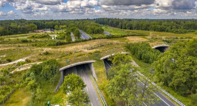 Wildlife crossing overpass