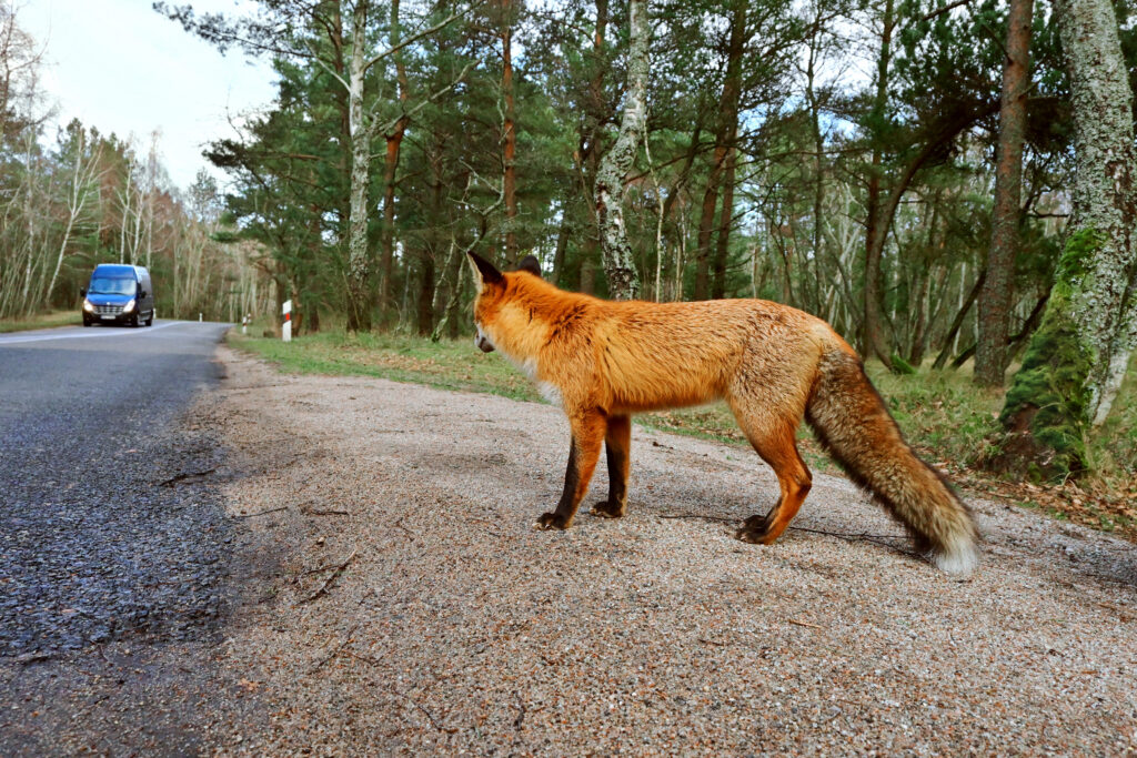 A Red Fox Looks At A Car Approaching Along A Forest Road.