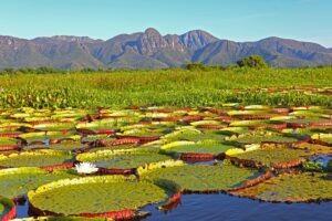 Pantanal, Brazil. Adobe Stock.