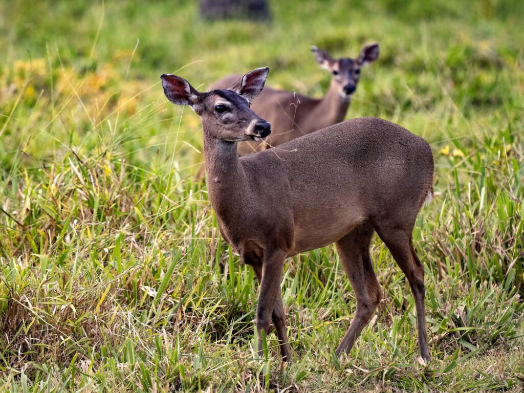 Central American red brocket