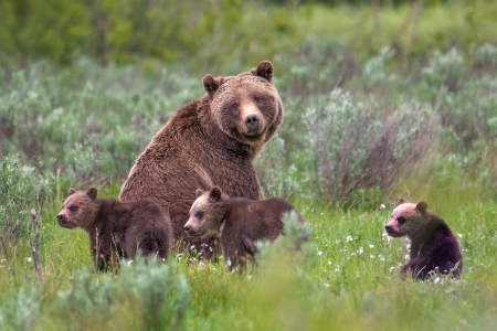 Grizzly 399 with cubs