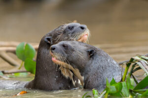 Giant River Otter, (Pteronura Brasiliensis), Pantanal, Brazil. Adobe Stock photo.