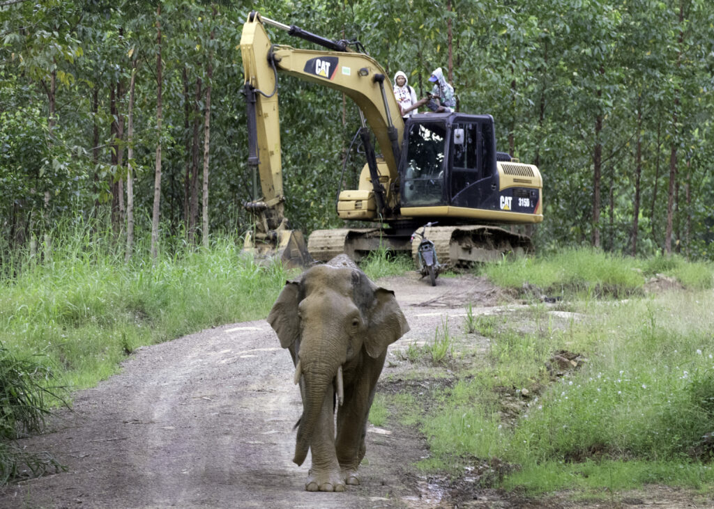 Asian Elephant And Machinery 2, Malaysia Gary Tabor