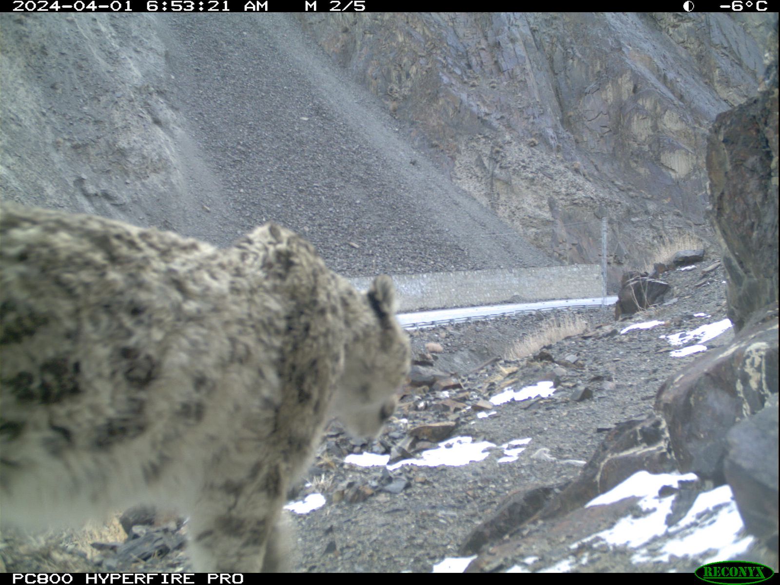 Camera trap photo © WWF-Pakistan / Gilgit-Baltistan Parks and Wildlife Department