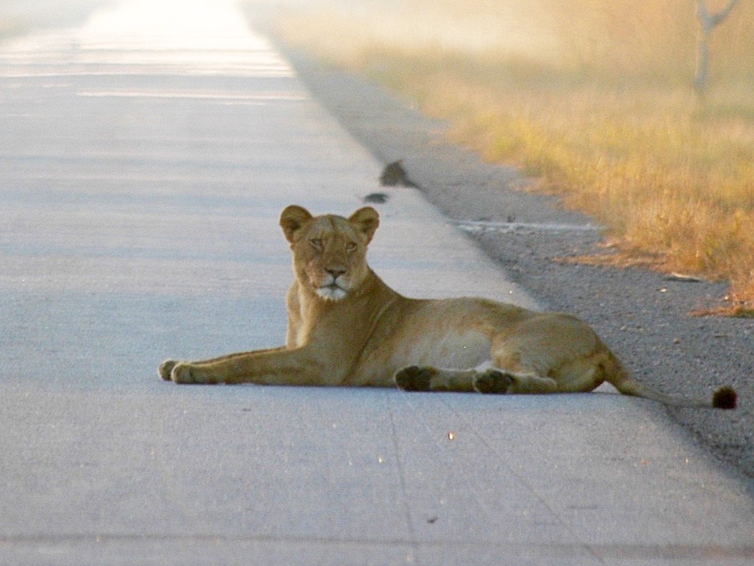 Lion in Kafue National Park - Credit: Zambian Carnivore Programme